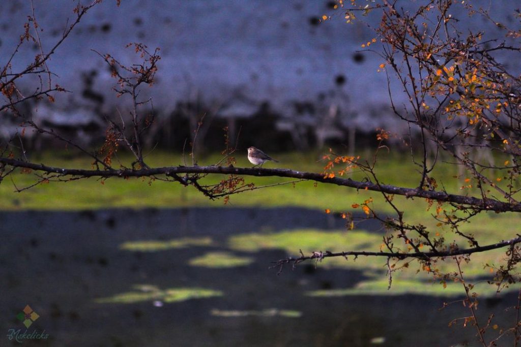 Mount Abu Wildlife Sanctuary