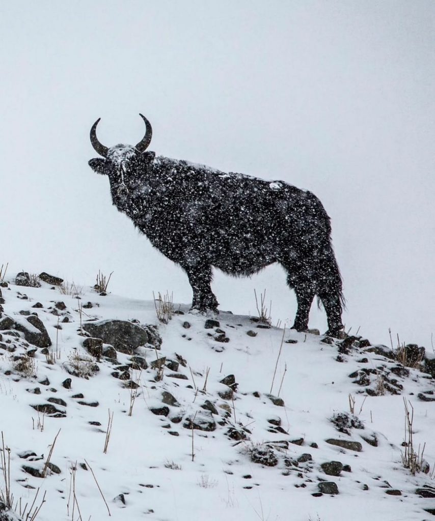 Hemis National Park in Winter