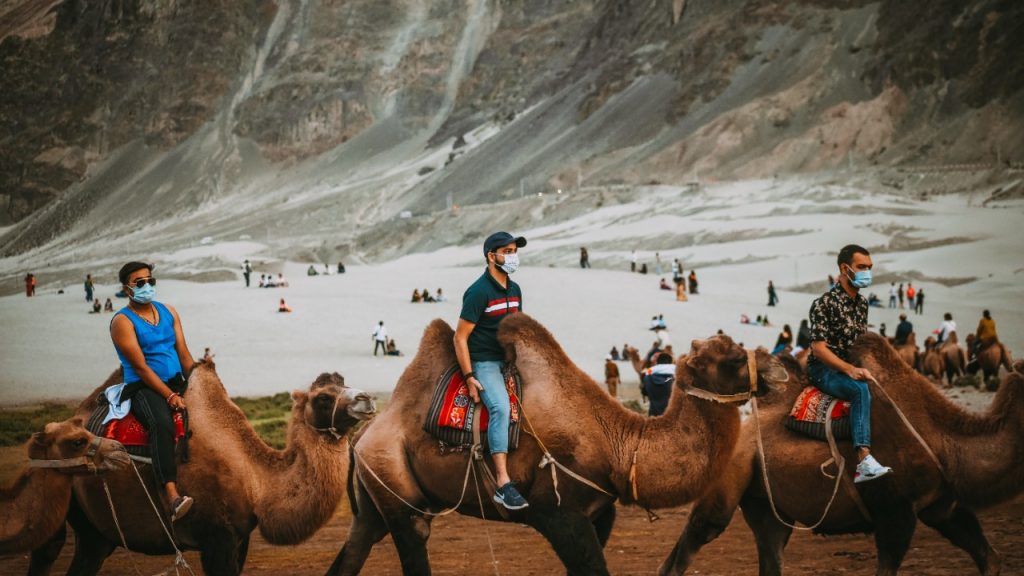 Bactrian camel in Nubra Valley