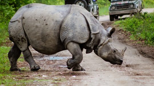 Kaziranga National Park